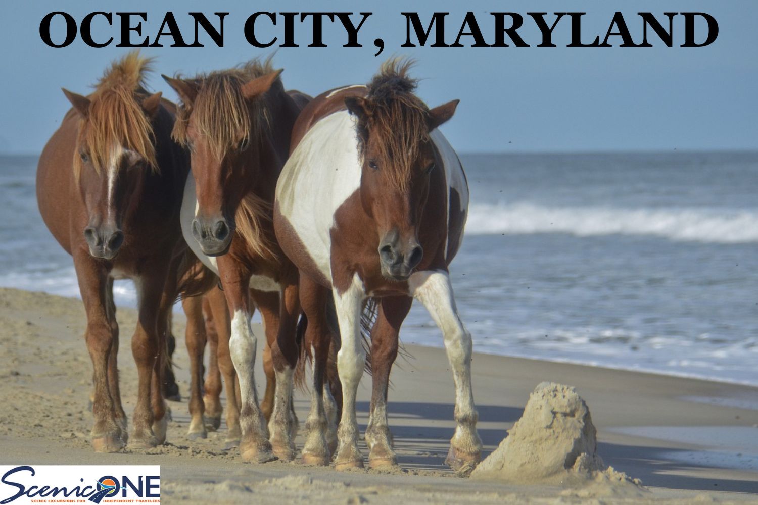 Scenic One: Ocean City, MD- Mon., Sept. 7 - Fri., Sept. 11, 2026